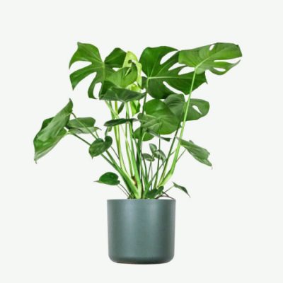 plants-ecommerce-product-featured-img-14