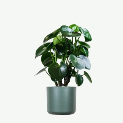 plants-ecommerce-product-featured-img-6