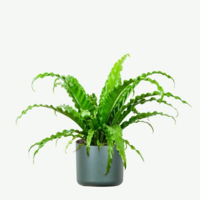 plants-ecommerce-product-featured-img-8